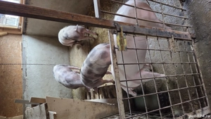 Vand porci de casa crescuți de mici în propria gospodărie. 