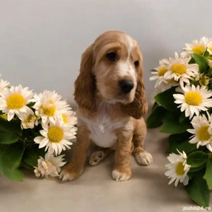 Catei cocker spaniel