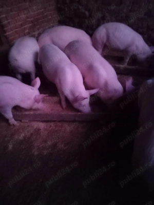 Vând purcei - imagine 2