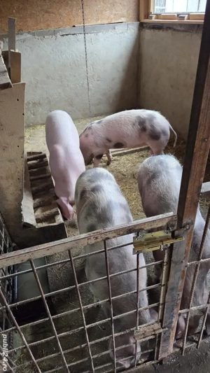 Vand porci de casa crescuți de mici în propria gospodărie.  - imagine 4