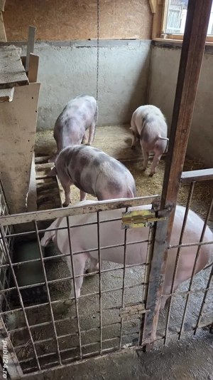 Vand porci de casa crescuți de mici în propria gospodărie. 