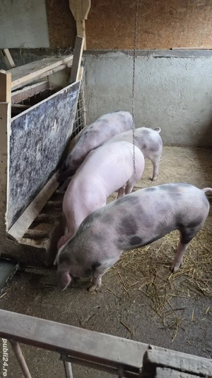 Vand porci de casa crescuți de mici în propria gospodărie.  - imagine 5