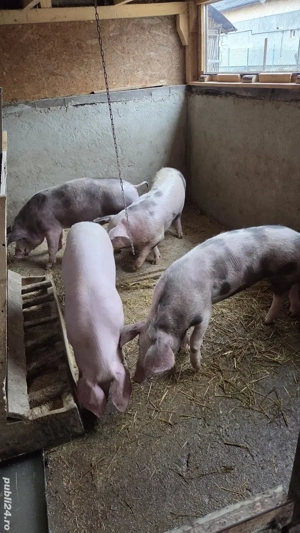 Vand porci de casa crescuți de mici în propria gospodărie.  - imagine 3