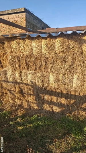 Vând baloti de paie 