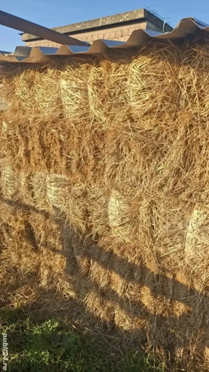 Vând baloti de paie  - imagine 2