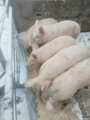 Vind purceii  - imagine 5