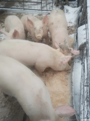 Vind purceii  - imagine 3