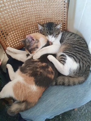 Dorim...o schimbare...de domiciliu! - imagine 2