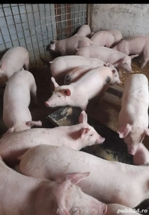 Purcei rasa  de carne - imagine 2