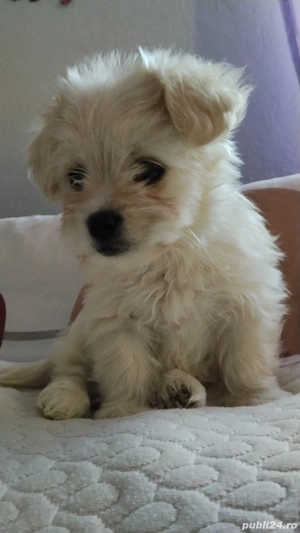 vând bichon  - imagine 2