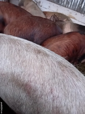 porci 150 -200 kg 10 lei kg la cantar - imagine 2