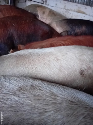 porci 150 -200 kg 10 lei kg la cantar