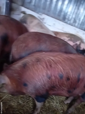 porci 150 -200 kg 10 lei kg la cantar - imagine 4
