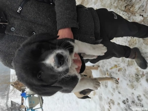 căței de vânzare  - imagine 2