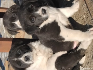 căței de vânzare  - imagine 3