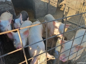 purceii de vânzare  - imagine 3