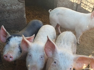 porci și purcei de vânzare  - imagine 3