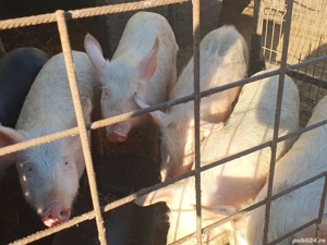 purceii de vânzare  - imagine 4