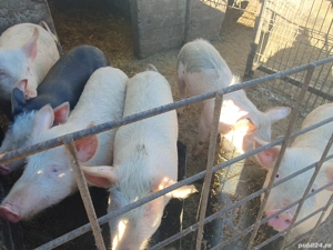 porci și purcei de vânzare  - imagine 2