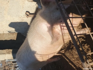 porci și purcei de vânzare  - imagine 4
