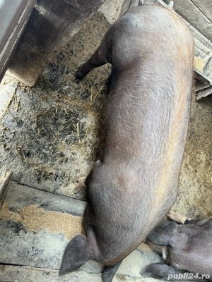 vand scrofița intre 100kg 