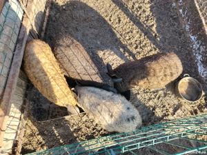 Vand purcele  - imagine 2