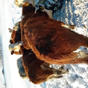 viței de  vânzare  - imagine 3