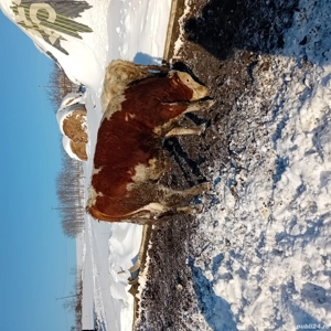 viței de  vânzare  - imagine 2