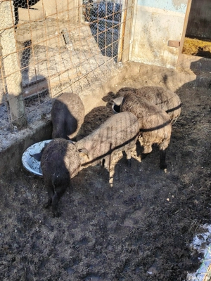 Vand purcele  - imagine 3