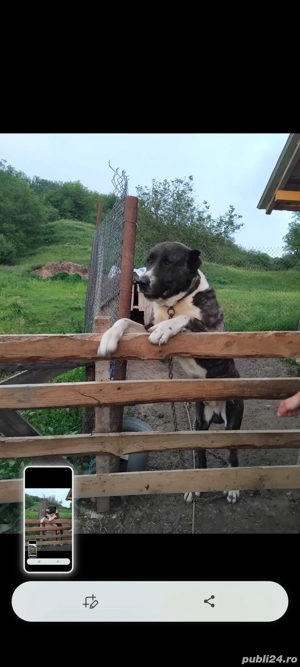 căței de vânzare  - imagine 4