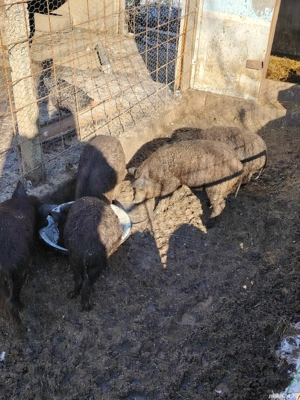 Mistret cu mangalita