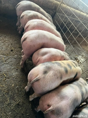 suldani rasa de carne 40-70kg