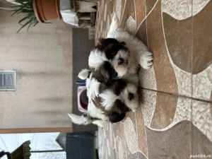 Vând shitzu puiutii - imagine 3