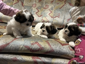 Vând shitzu puiutii - imagine 5