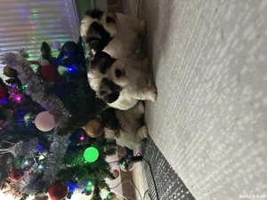 Vând shitzu puiutii - imagine 2