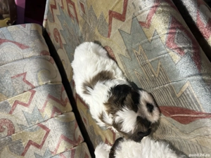 Vând shitzu puiutii - imagine 4