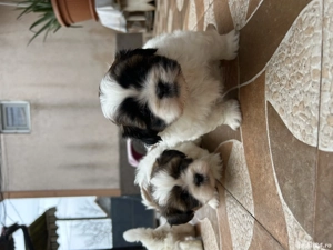 Vând shitzu puiutii