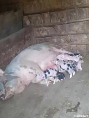 Vând purcei românești - imagine 2