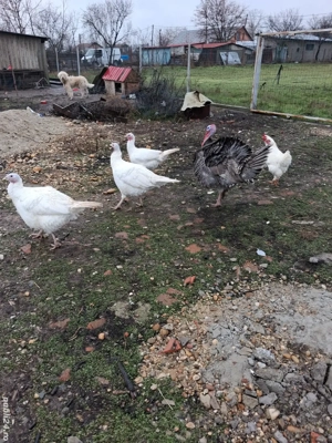 curci de vanzare  - imagine 3