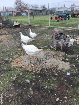 curci de vanzare  - imagine 2