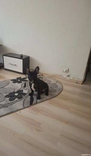 Vand catelusa buldog francez