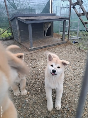 De vanzare - imagine 2