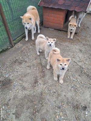 De vanzare - imagine 5