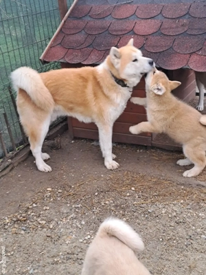 De vanzare - imagine 3