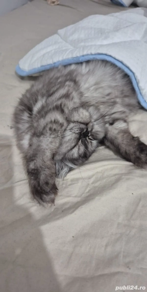 vand pisicuta persana  - imagine 4