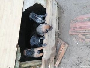 Donez pui presa kanario cu rotwailar  - imagine 3