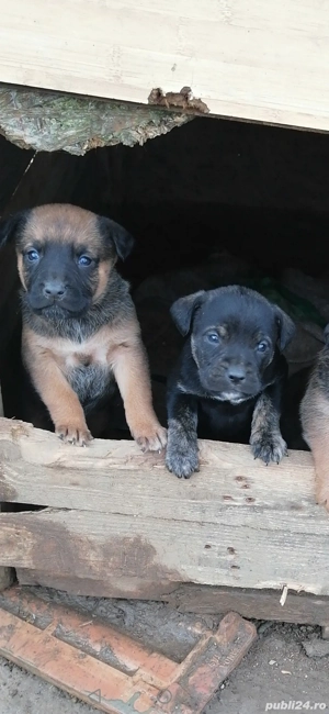 Donez pui presa kanario cu rotwailar 