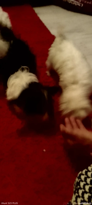 Bichsoni frumusei si jucausi deparazitați au 8 saptamani - imagine 2