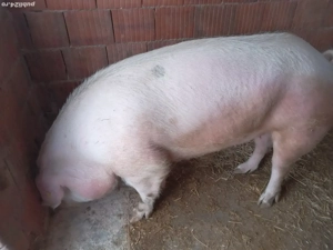 Vând porci  - imagine 2