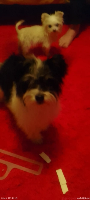 Bichsoni frumusei si jucausi deparazitați au 8 saptamani - imagine 3